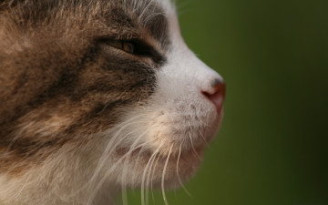 Картинка животные коты прищур профиль кот