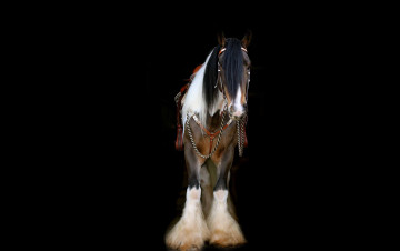 Картинка животные лошади упряжь лошадь