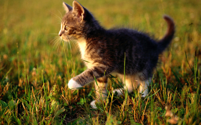 Обои картинки фото животные, коты, котенок, трава, лужайка