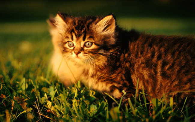 Обои картинки фото животные, коты, лужайка, трава, котенок