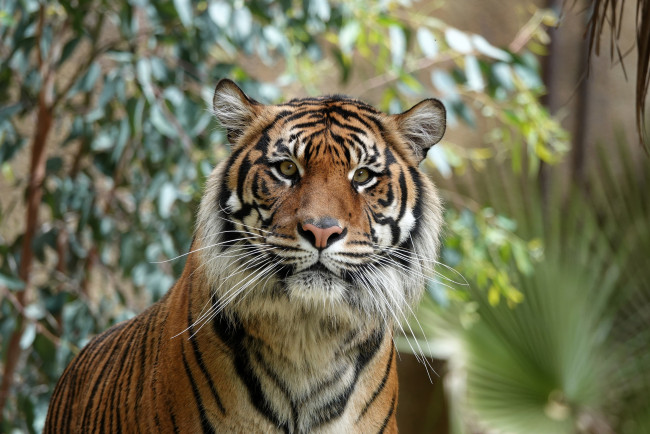 Обои картинки фото животные, тигры, взгляд