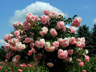 Картинка цветы розы розовые куст