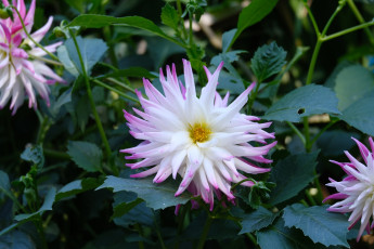 Картинка цветы георгины бело-розовые куст