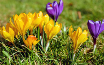 Картинка цветы крокусы первоцветы весна лиловые желтые