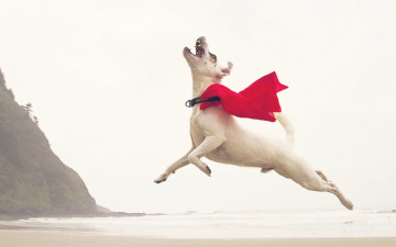 Картинка животные собаки собака белая плащ прыжок