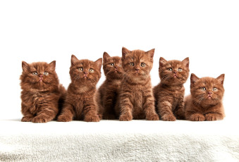 обоя животные, коты, кот, кошка
