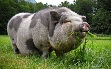 Картинка pot bellied pig животные свиньи кабаны