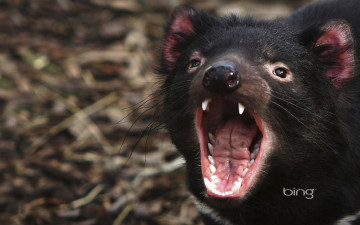 обоя tasmanian, devil, животные, тасманийский, дьявол