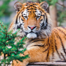 Картинка животные тигры хищник взгляд