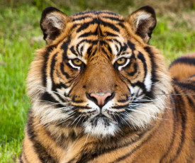 Картинка животные тигры тигр морда взгяд