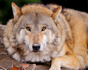 Картинка животные волки санитар хищник взгляд