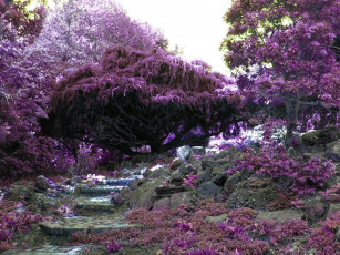 Картинка природа парк цветение мечта сад деревья
