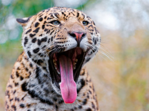 Картинка животные Ягуары пасть язык