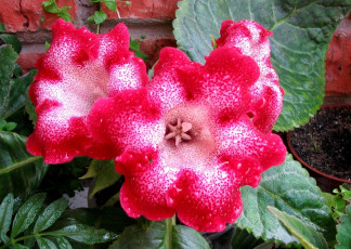Картинка цветы глоксиния синнингия красный