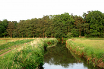 Картинка природа реки озера вода трава лес
