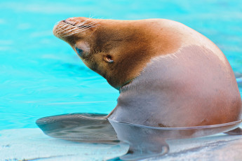 Картинка животные тюлени морские львы котики sea lion
