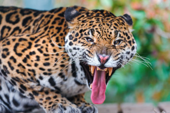 Картинка животные Ягуары клыки пасть язык злость
