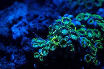 Картинка zoa coral zoanthid животные морская фауна подводный мир