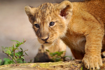 Картинка животные львы львёнок
