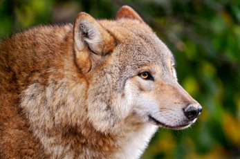 Картинка животные волки санитар хищник