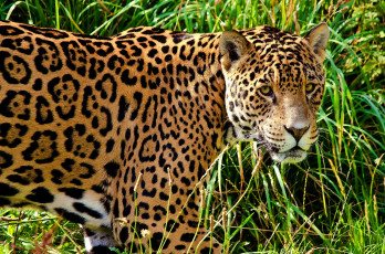 Картинка животные Ягуары ягуар морда профиль