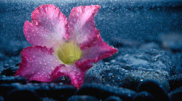 Картинка цветы адениум пустынная роза цветок вода капли камни