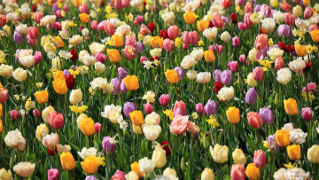 Картинка keukenhof gardens lisse holland цветы разные вместе тюльпаны нарциссы