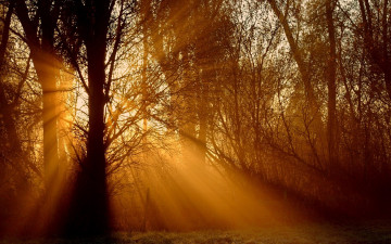 Картинка природа лес дерево лучи свет