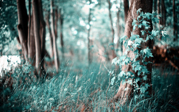 Картинка природа лес краски листья трава