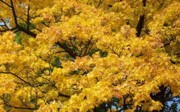 Картинка природа листья клен осень