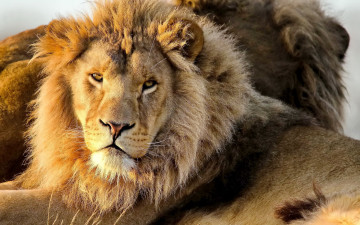 Картинка животные львы грива морда лев