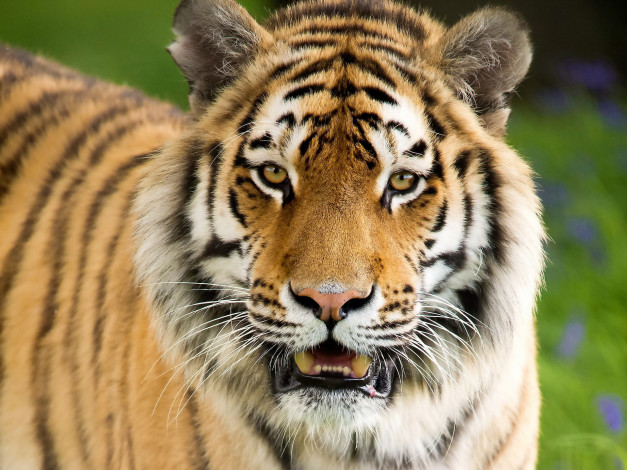 Обои картинки фото животные, тигры, взгляд, усы, тигр, морда