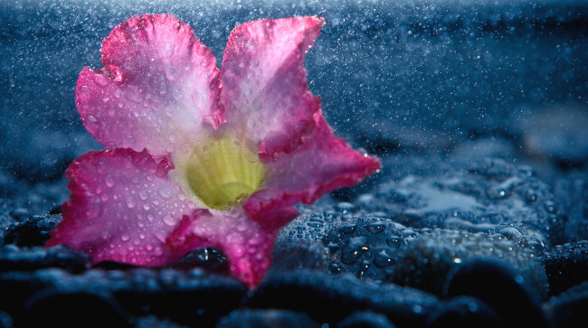 Обои картинки фото цветы, адениум, пустынная, роза, цветок, вода, капли, камни