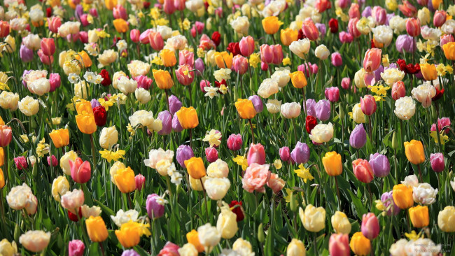 Обои картинки фото keukenhof, gardens, lisse, holland, цветы, разные, вместе, тюльпаны, нарциссы