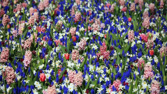 Обои картинки фото keukenhof, gardens, lisse, holland, цветы, разные, вместе, тюльпаны, ромашки, гиацинты