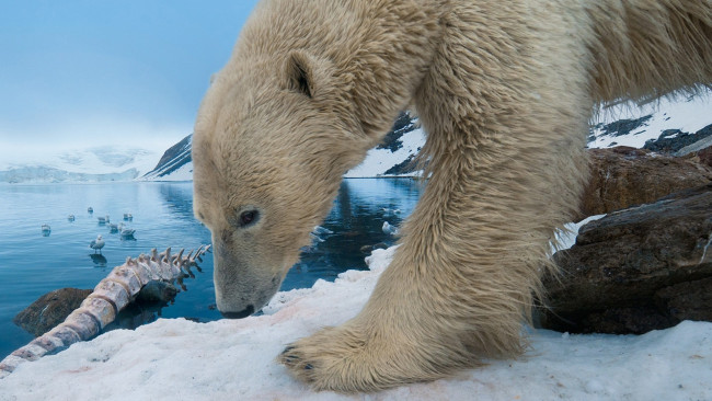 Обои картинки фото животные, медведи, полярный, медведь