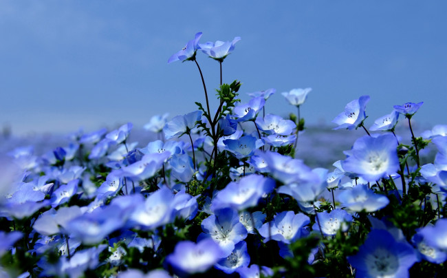 Обои картинки фото цветы, немофилы, вероники, небо, голубой