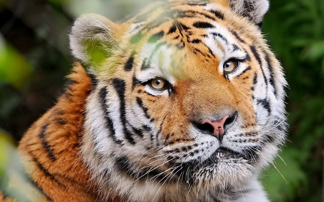 Обои картинки фото тигр, животные, тигры, взгляд, морда