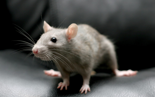 Обои картинки фото животные, крысы, мыши, фон, дом, макро, крыса