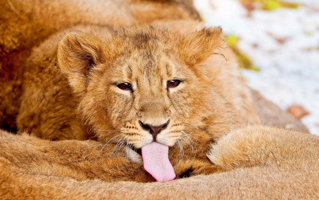 Обои картинки фото животные, львы, язык, лев, львёнок, морда, взгляд