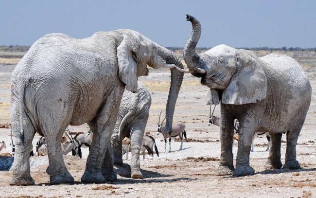 Обои картинки фото животные, слоны, дуэль, антилопы, саванна