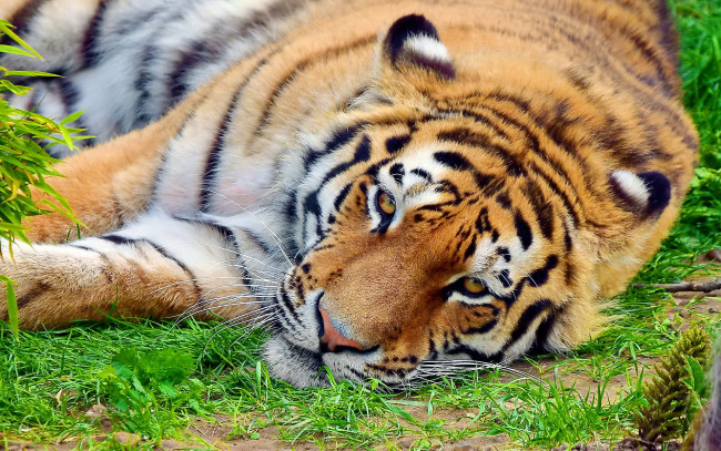 Обои картинки фото животные, тигры, тигр, морда, лежит, взгляд, отдых