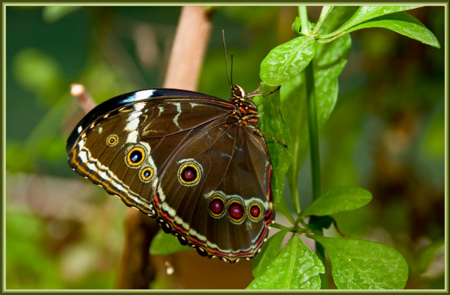 Обои картинки фото животные, бабочки, стебель, бабочка
