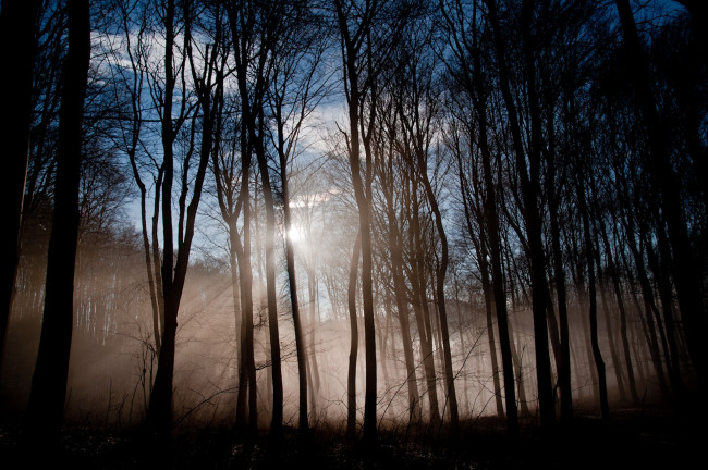 Обои картинки фото природа, лес, туман, деревья, лучи
