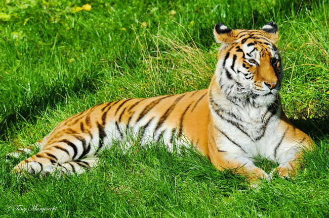 Обои картинки фото животные, тигры, тигр, лежит, на, траве