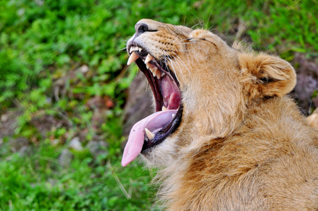 Обои картинки фото животные, львы, язык, пасть