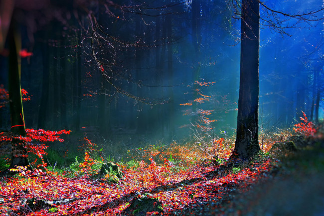 Обои картинки фото природа, лес, осень, краски