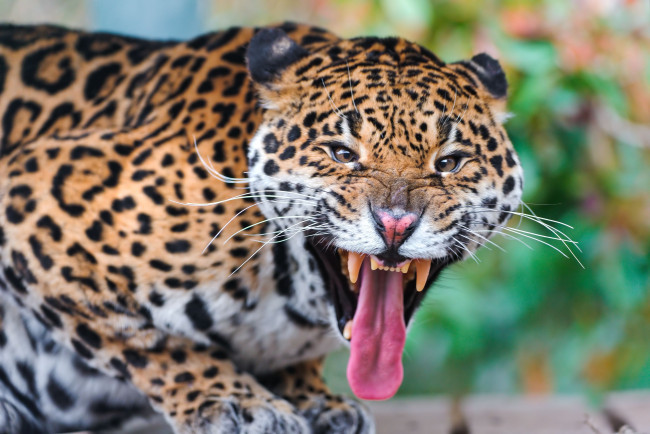 Обои картинки фото животные, Ягуары, клыки, пасть, язык, злость