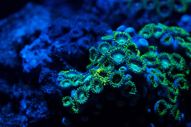 Обои картинки фото zoa, coral, zoanthid, животные, морская, фауна, подводный, мир