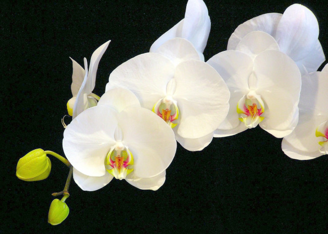 Обои картинки фото цветы, орхидеи, белый, ветка
